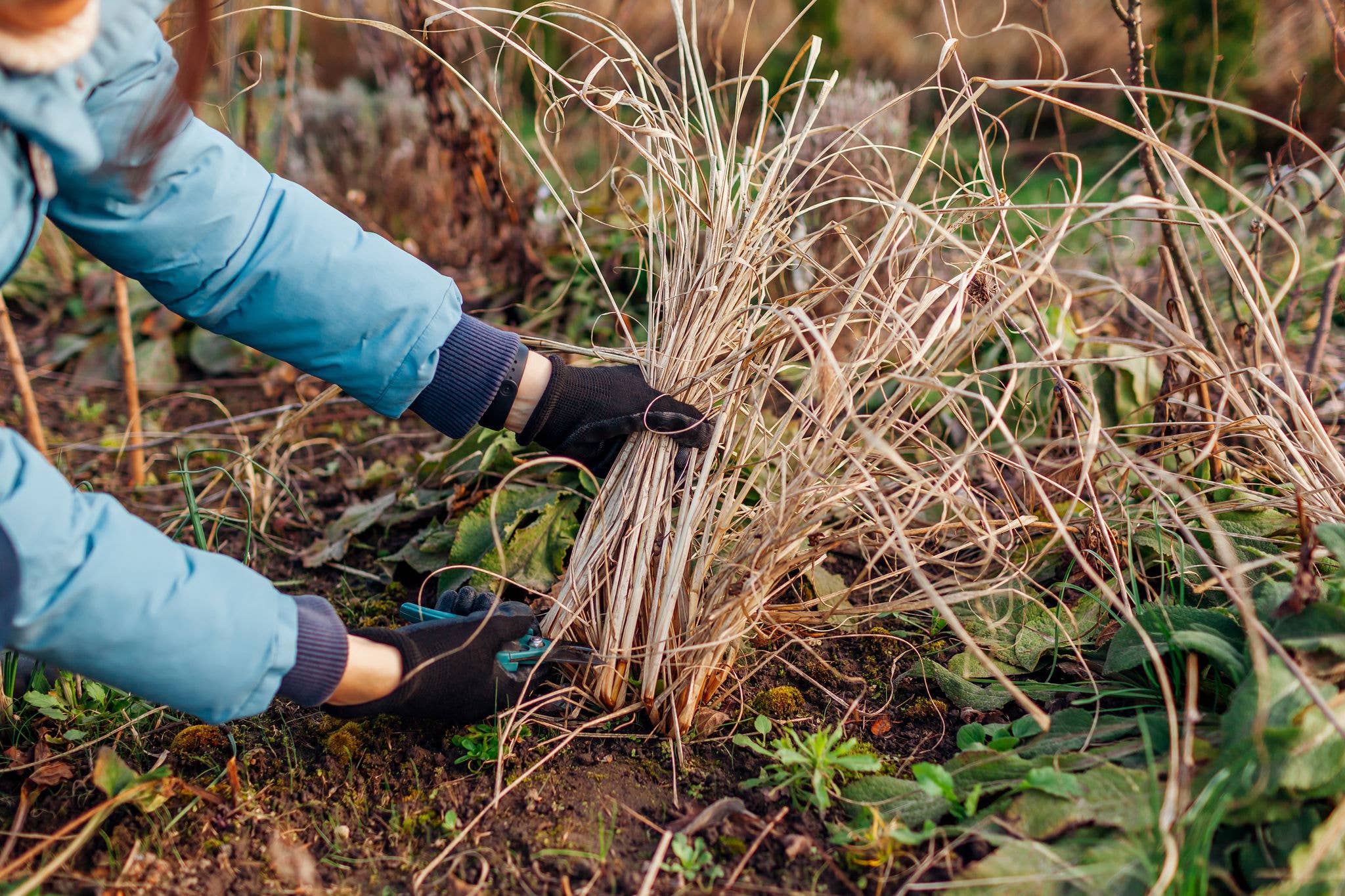 Person cutting back dry ornamental grasses