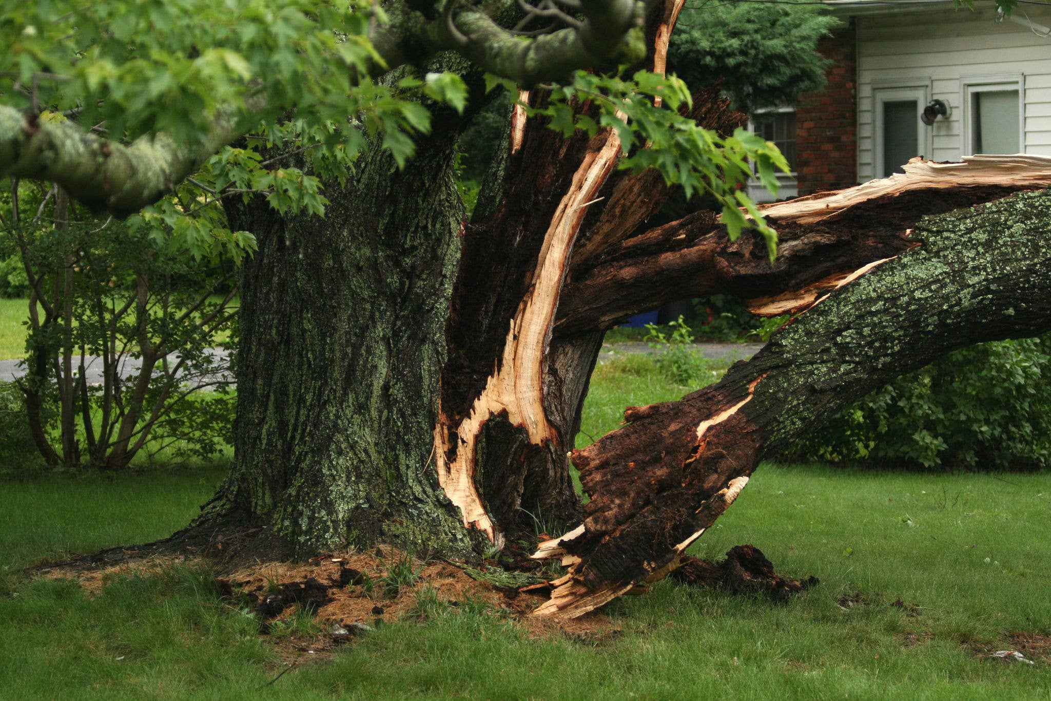 Large tree broken in half and leaning toward house.