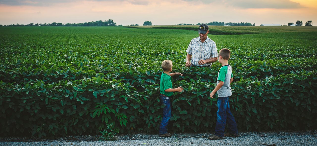 Farmer and two sons on a crop field
