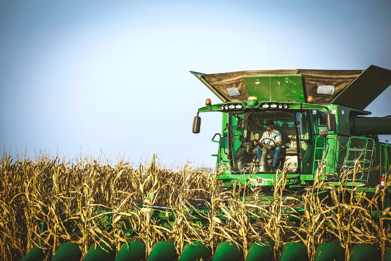 Farmer combining corn