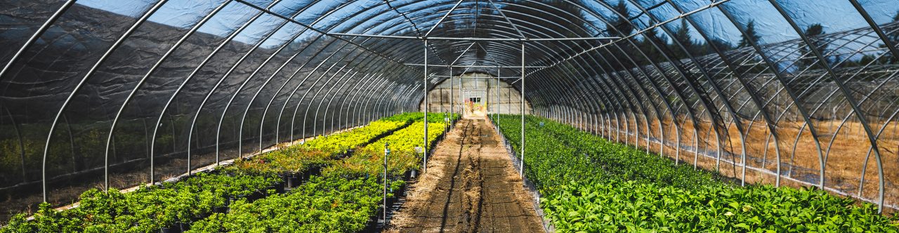Vegetables inside a greenhouse farm