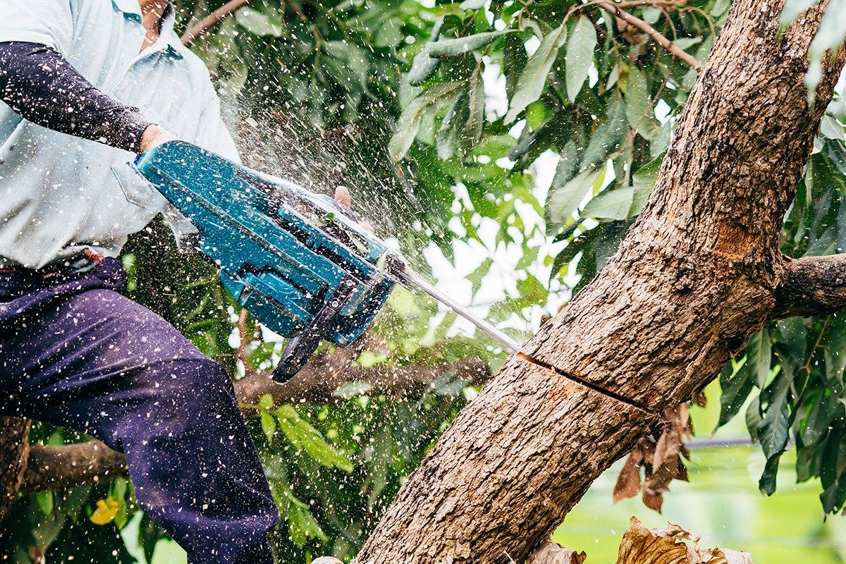 Person tree trimming with chainsaw 